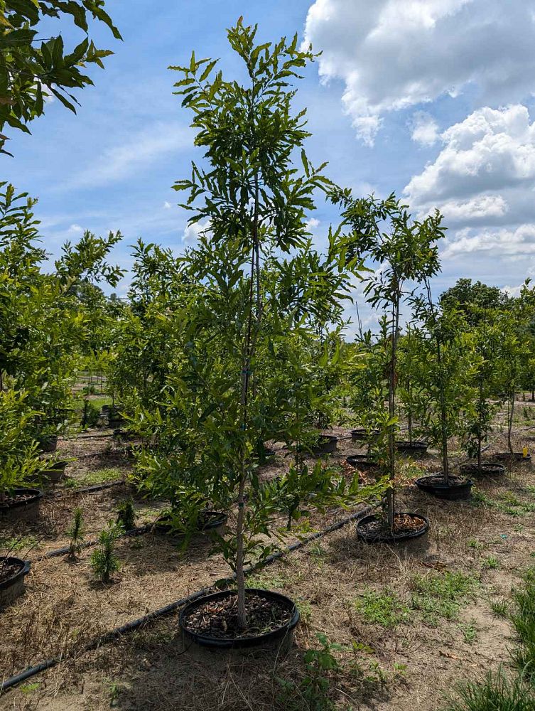 quercus-acutissima-sawtooth-oak