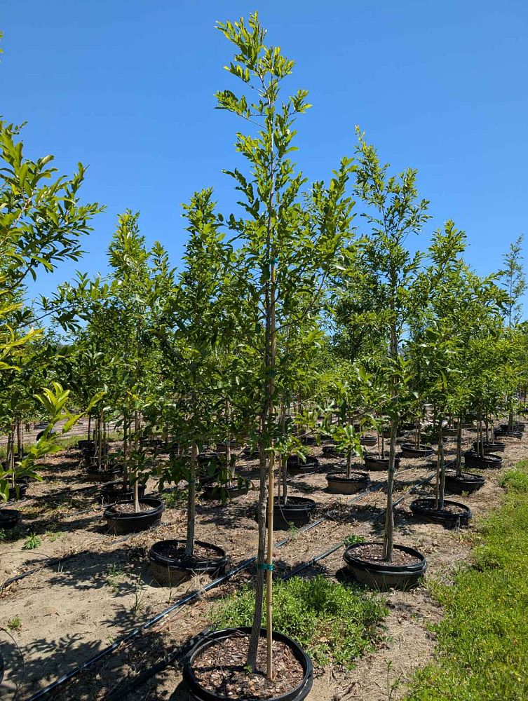 quercus-acutissima-sawtooth-oak