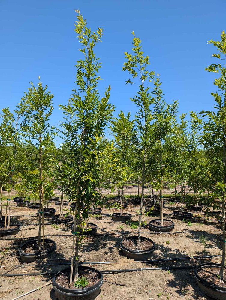 quercus-acutissima-sawtooth-oak