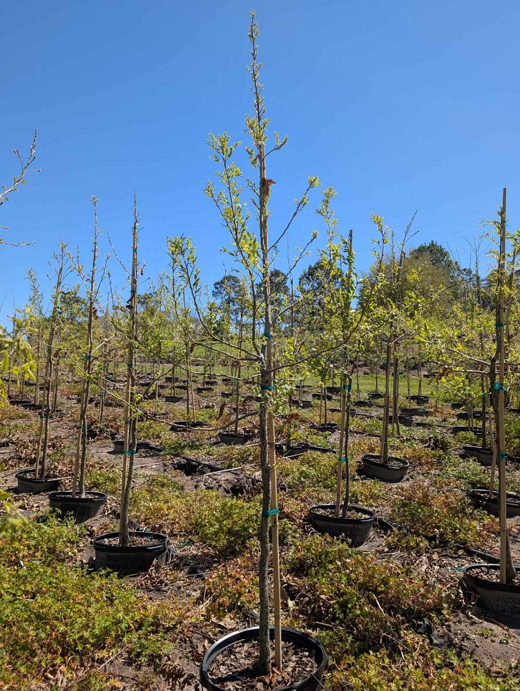 quercus-acutissima-sawtooth-oak