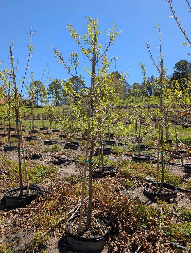 quercus-acutissima-sawtooth-oak