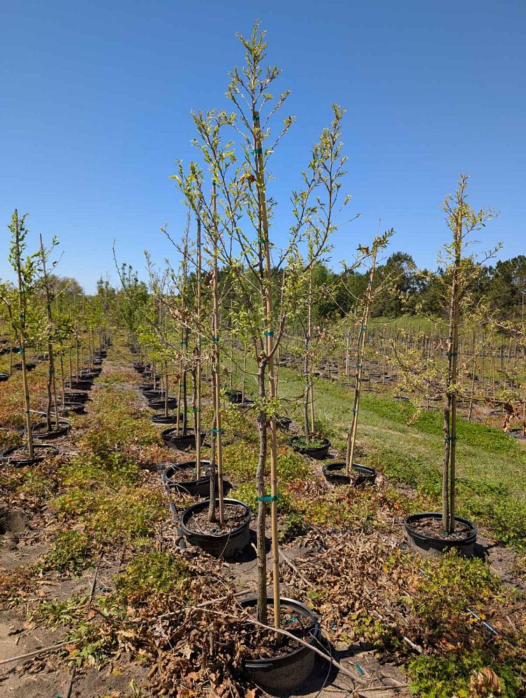 quercus-acutissima-sawtooth-oak