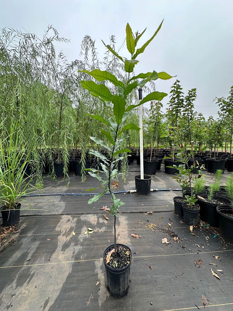 quercus-acutissima-sawtooth-oak