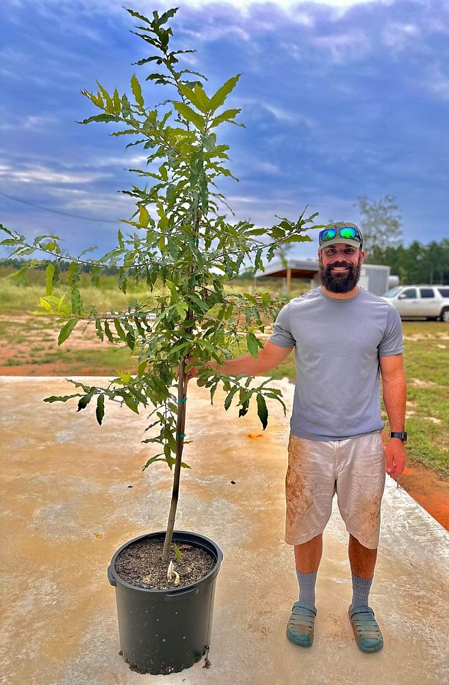 quercus-acutissima-sawtooth-oak