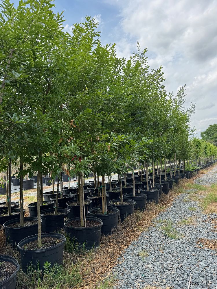 quercus-acutissima-sawtooth-oak