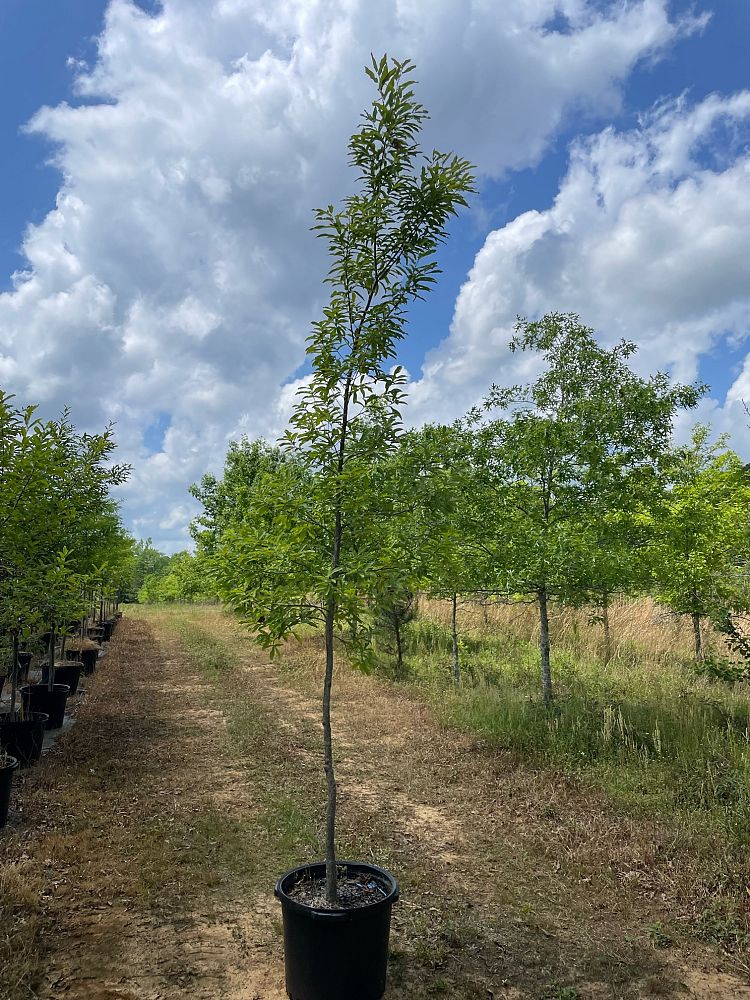 quercus-acutissima-sawtooth-oak
