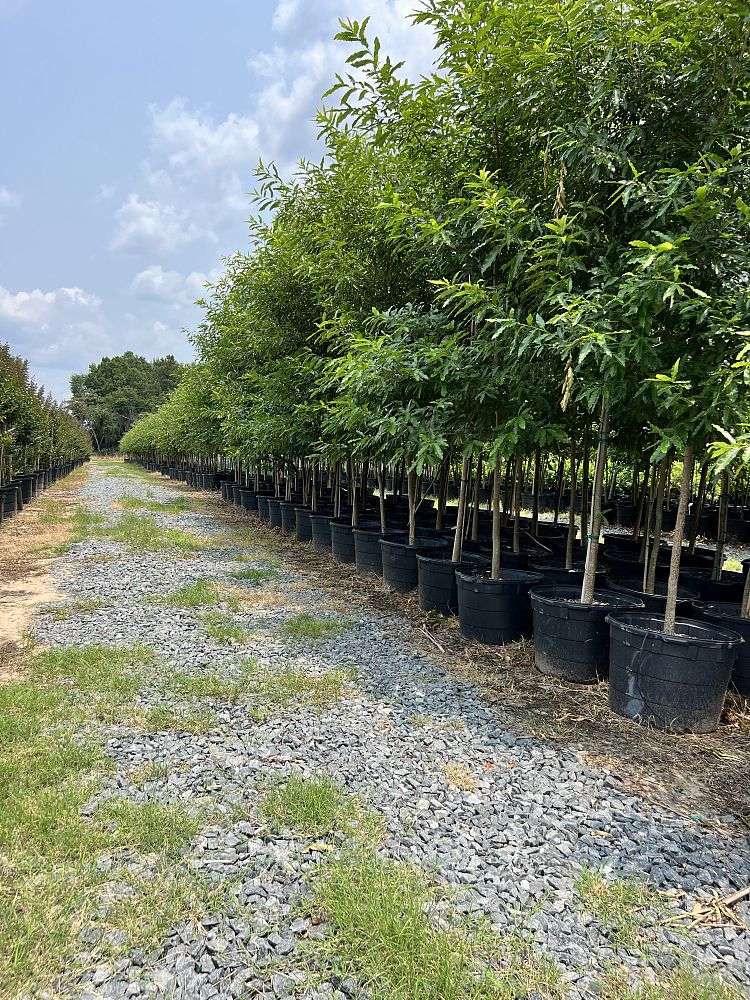 quercus-acutissima-sawtooth-oak