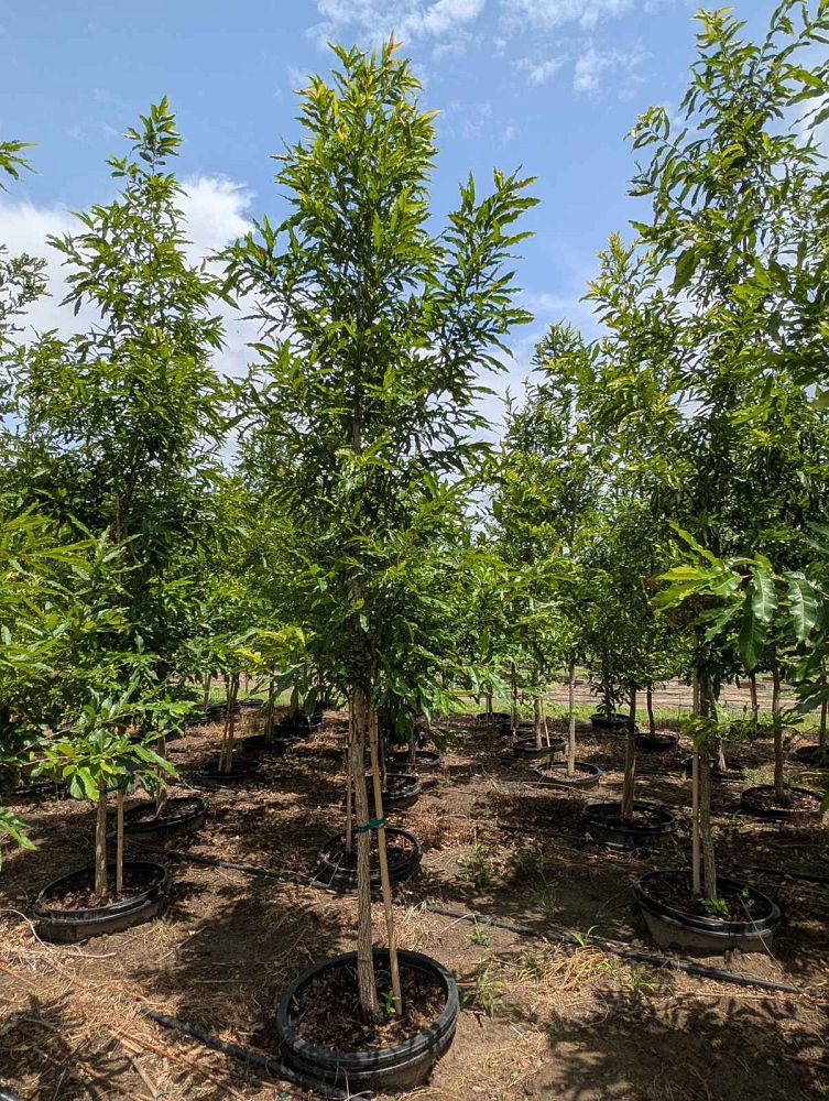 quercus-acutissima-sawtooth-oak