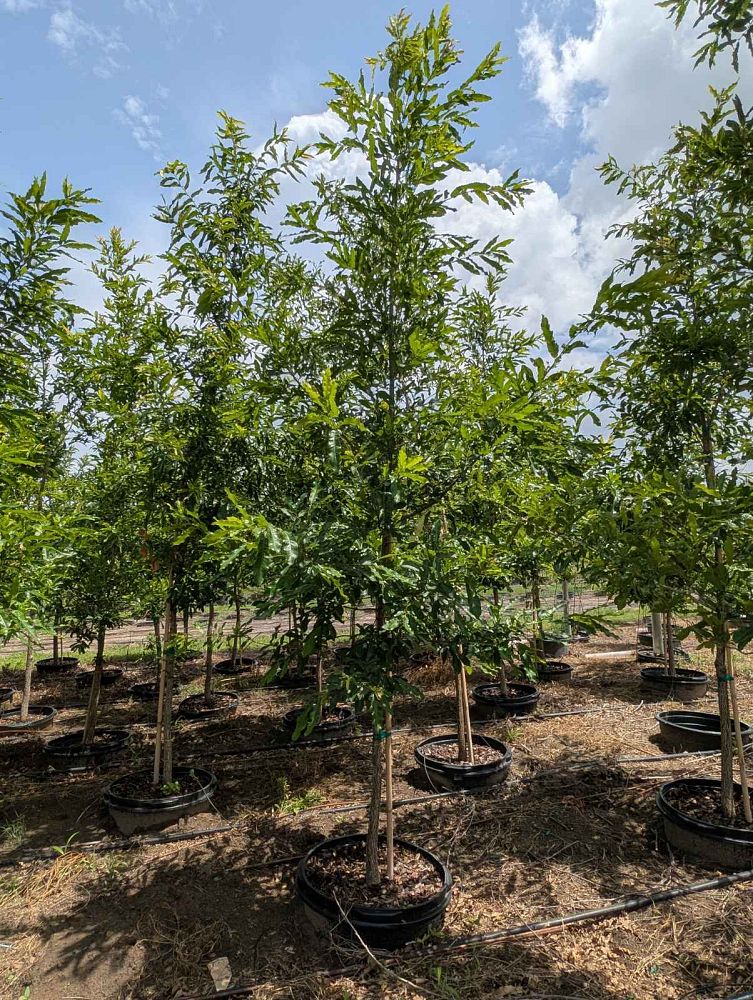 quercus-acutissima-sawtooth-oak
