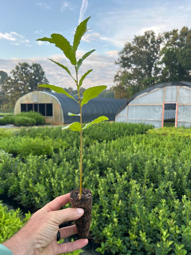 quercus-acutissima-sawtooth-oak