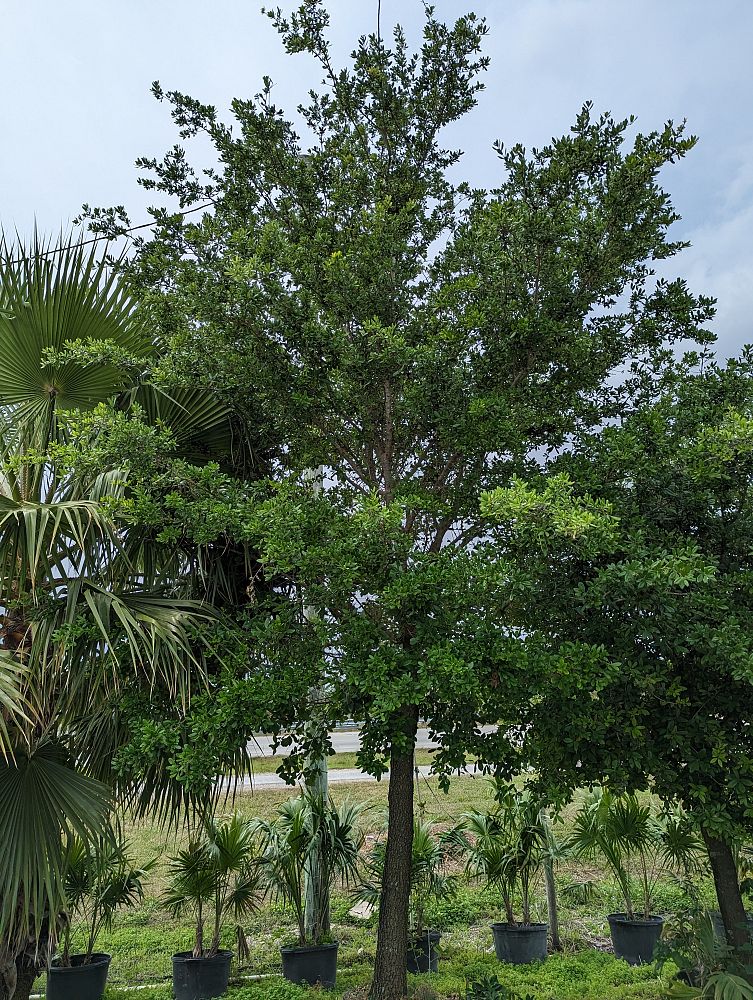 quercus-agrifolia-agrifolia-california-live-oak