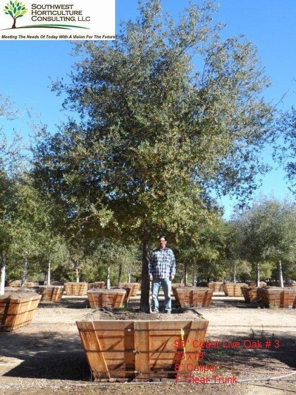 quercus-agrifolia-coastal-live-oak-california-live-oak