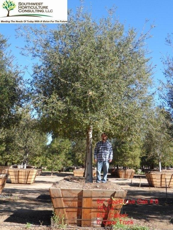 quercus-agrifolia-coastal-live-oak-california-live-oak