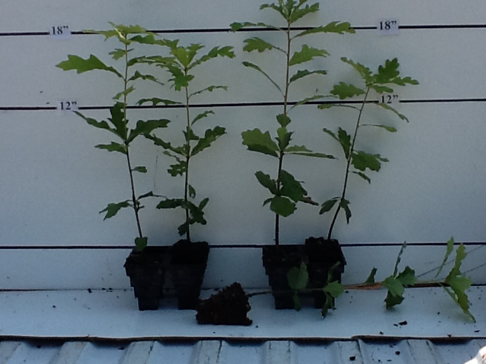 gallery - rennerwood