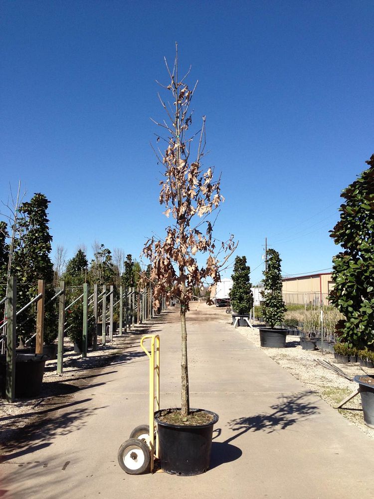 quercus-alba-white-oak-tree