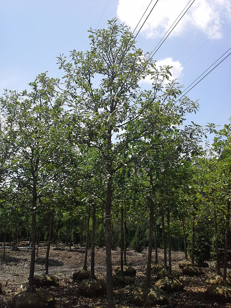quercus-alba-white-oak-tree
