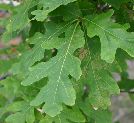 quercus-alba-white-oak-tree