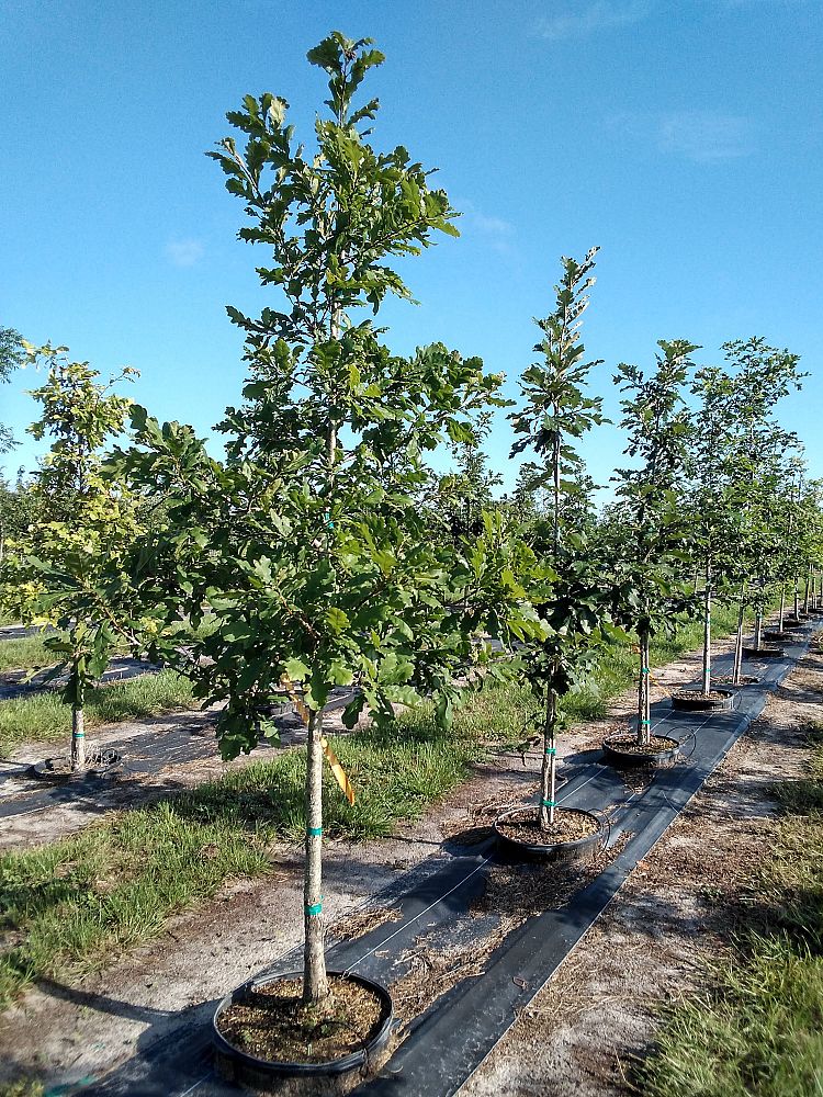 quercus-alba-white-oak-tree
