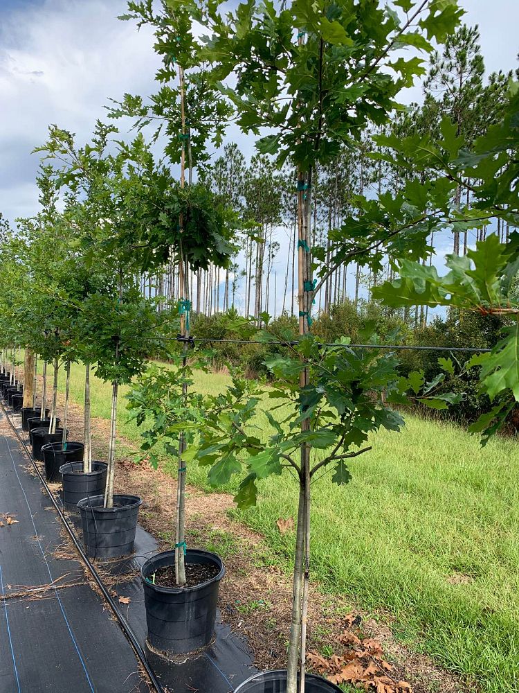 quercus-alba-white-oak-tree