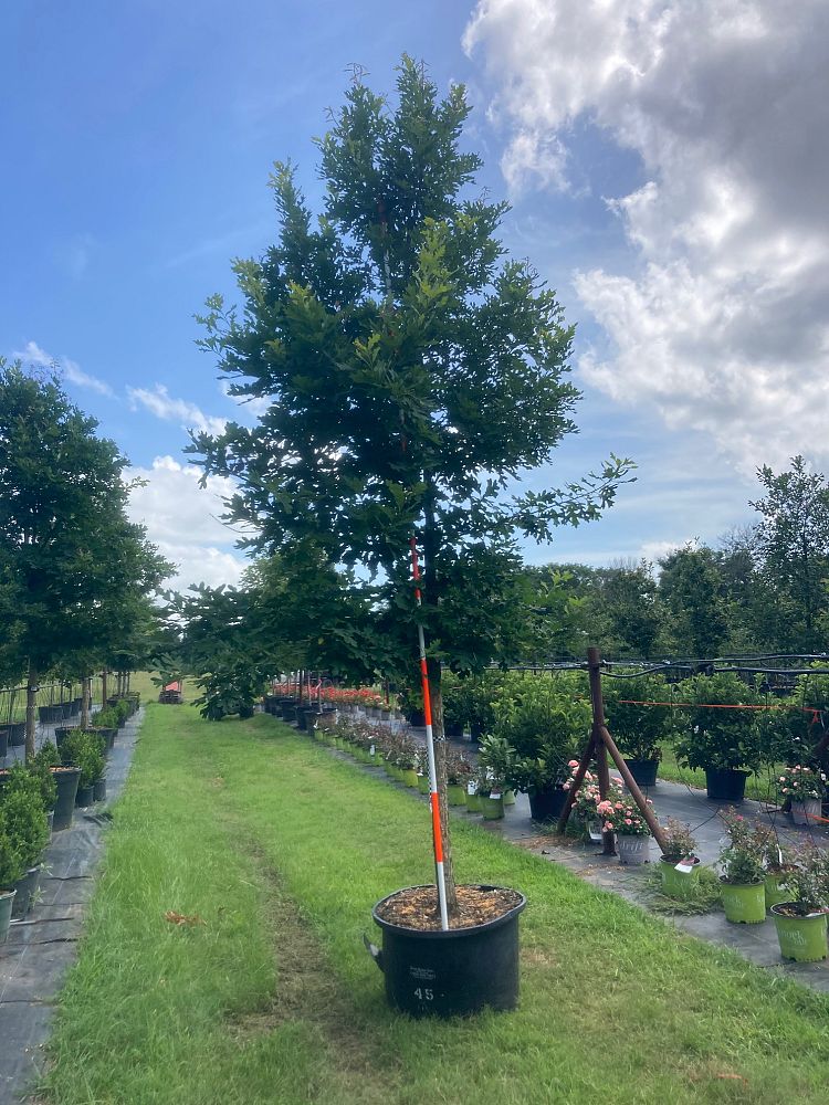 quercus-alba-white-oak-tree