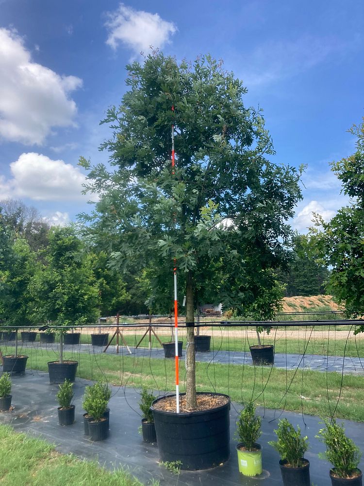 quercus-alba-white-oak-tree