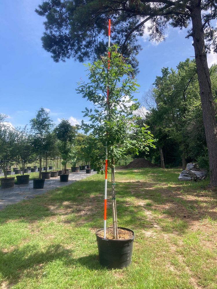 quercus-alba-white-oak-tree
