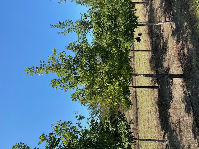 quercus-alba-white-oak-tree