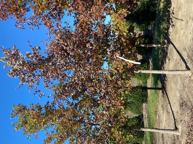 quercus-alba-white-oak-tree