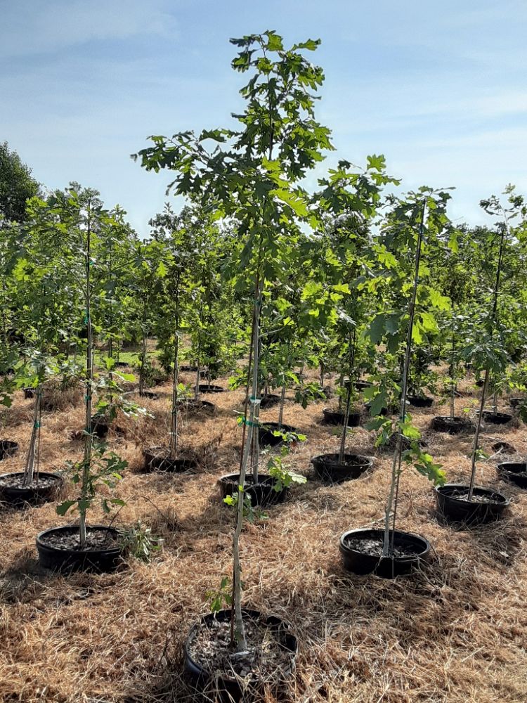 quercus-alba-white-oak-tree