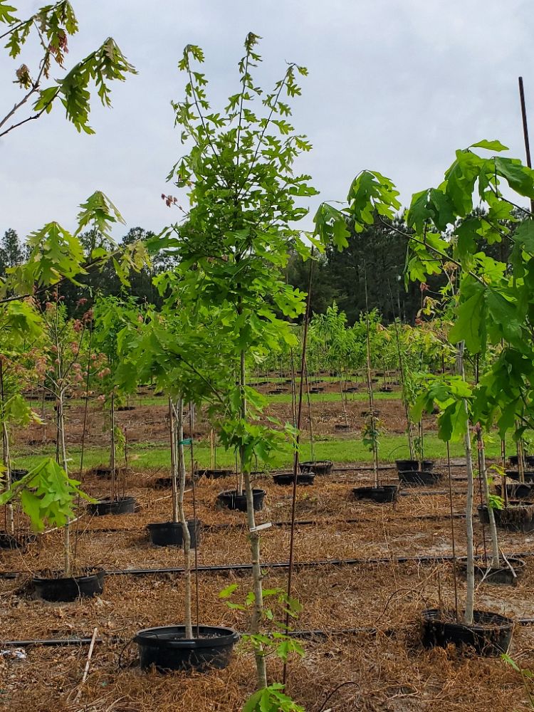 quercus-alba-white-oak-tree