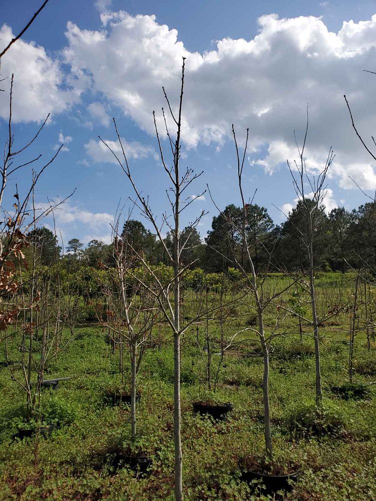 quercus-alba-white-oak-tree