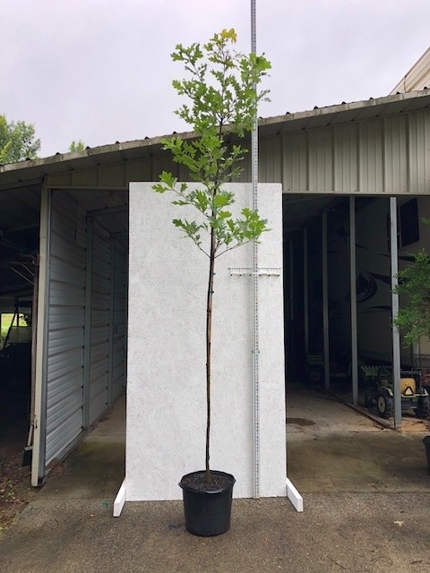 quercus-alba-white-oak-tree