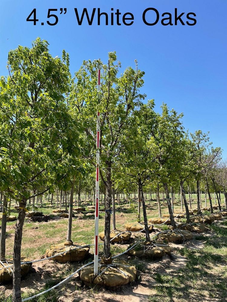 quercus-alba-white-oak-tree