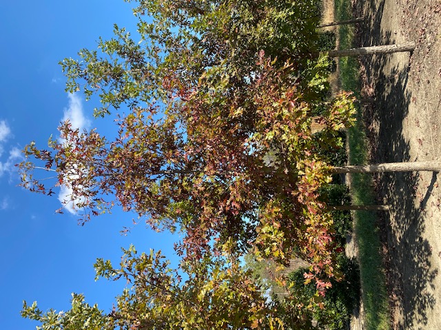 quercus-alba-white-oak-tree