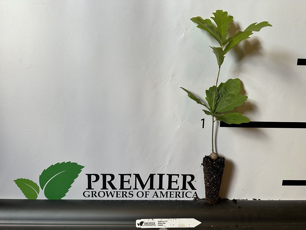 quercus-alba-white-oak-tree