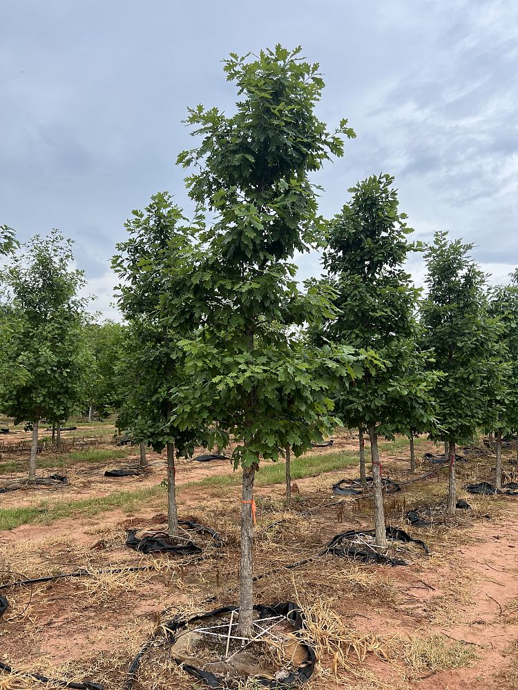 quercus-alba-white-oak-tree