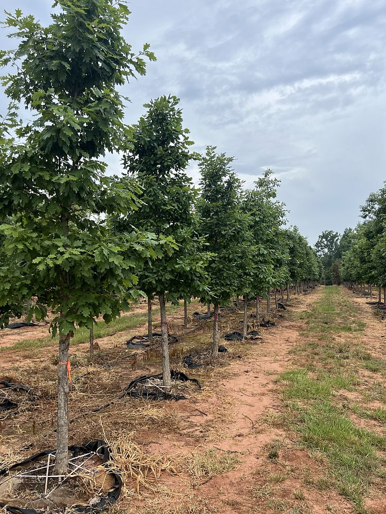 quercus-alba-white-oak-tree