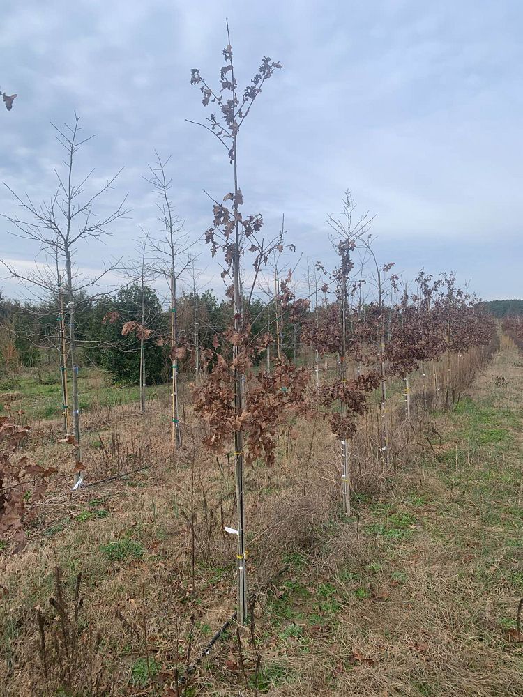 quercus-alba-white-oak-tree