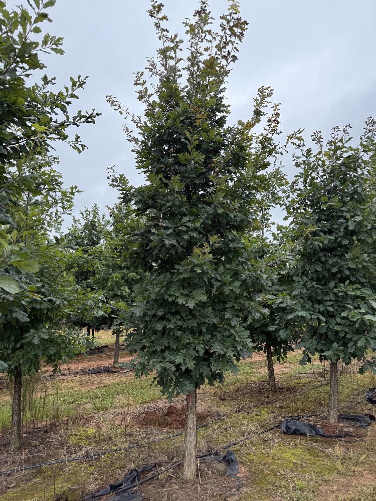 quercus-alba-white-oak-tree