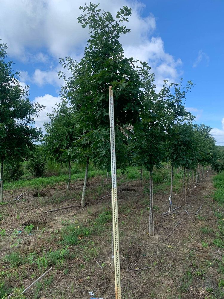 quercus-alba-white-oak-tree