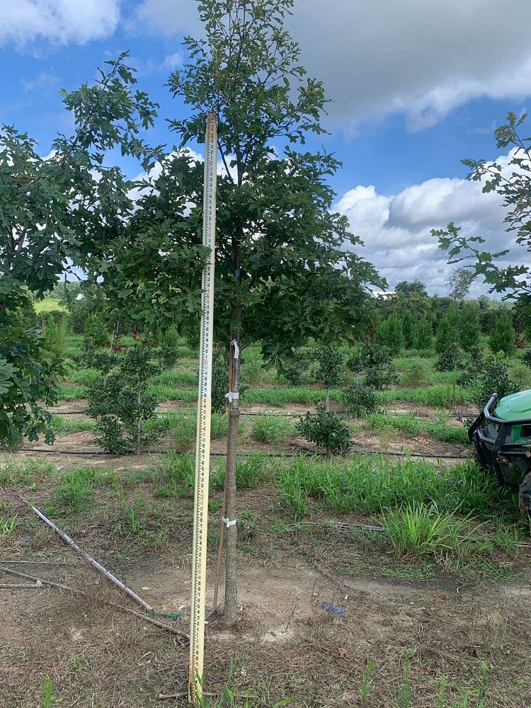 quercus-alba-white-oak-tree