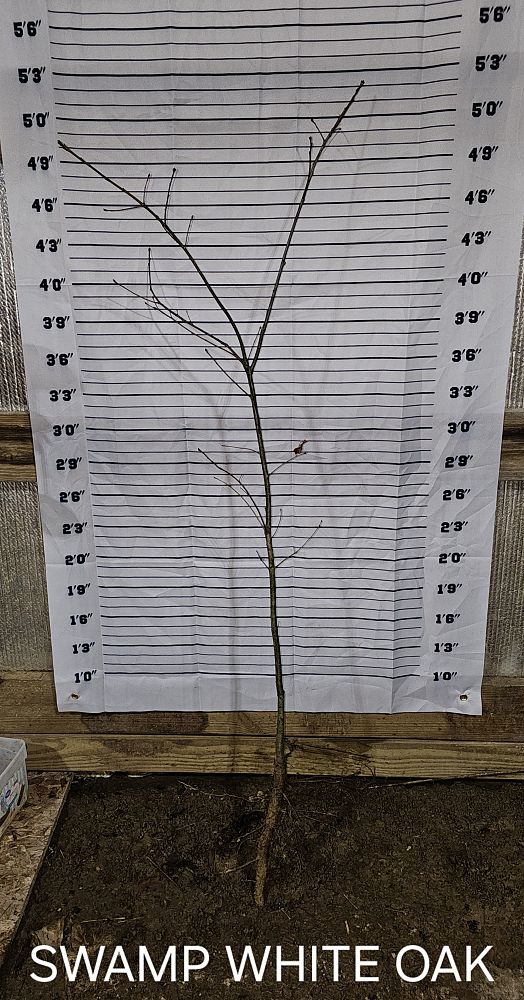 quercus-alba-x-bicolor-white-x-swamp-white-oak-tree