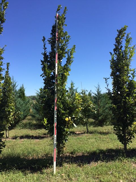 quercus-alba-x-robur-tabor-forest-knight-hybrid-oak-tree