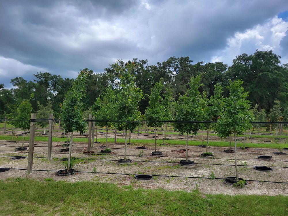 quercus-austrina-bluff-oak