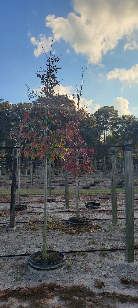 quercus-austrina-bluff-oak