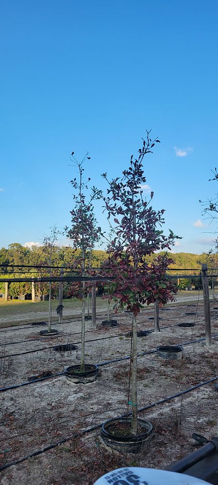 quercus-austrina-bluff-oak