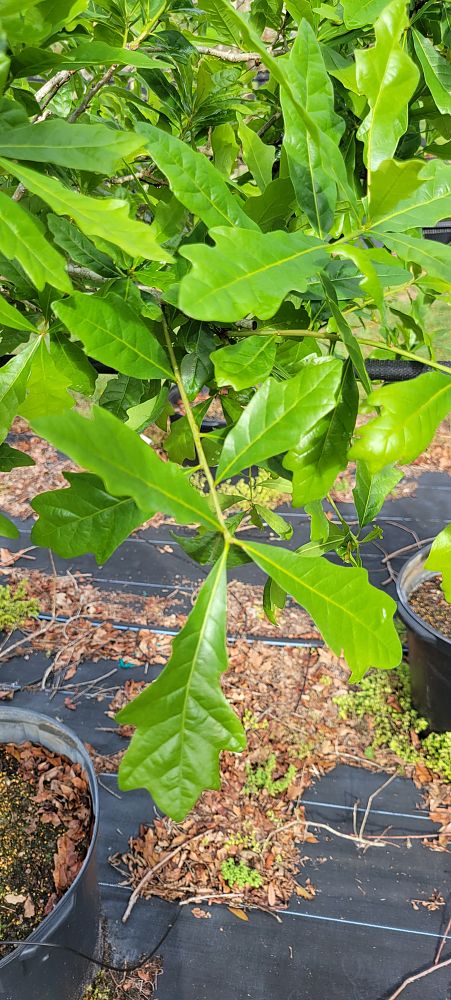 quercus-austrina-bluff-oak