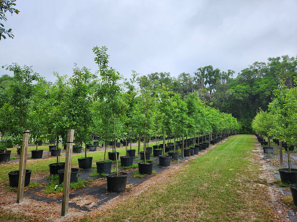 quercus-austrina-bluff-oak