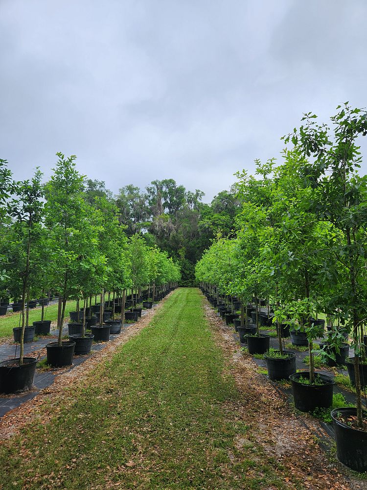 quercus-austrina-bluff-oak