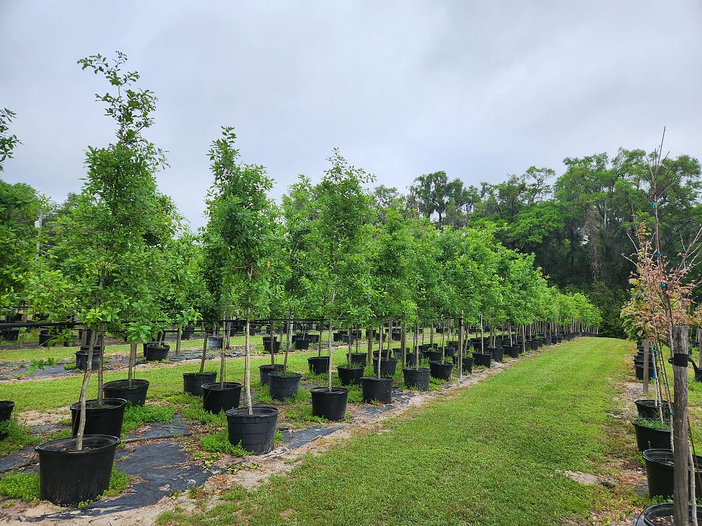 quercus-austrina-bluff-oak